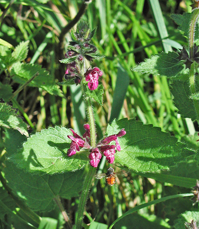 Stachys sylvatica close