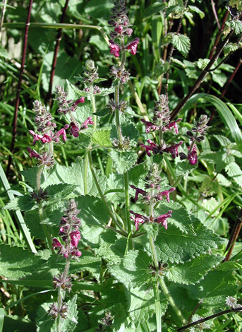 Stachys sylvatica whole