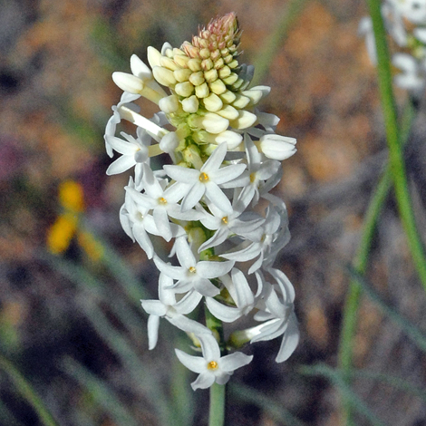 Stackhousia monogyna close