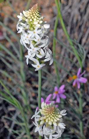 Stackhousia monogyna whole
