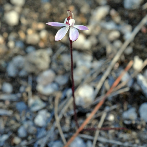 Stegostyla alpina