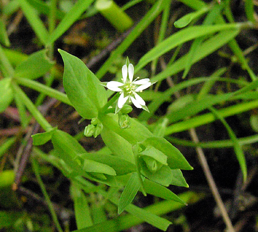 Stellaria alsine