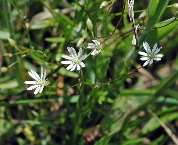 Stellaria graminea