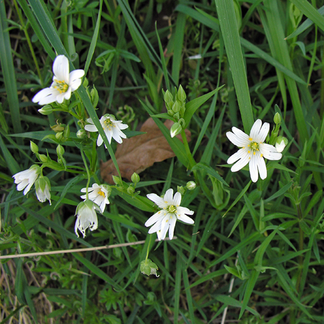 Stellaria holostea whole