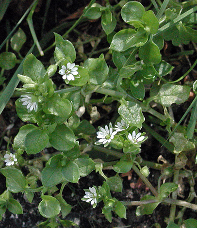 Stellaria media whole