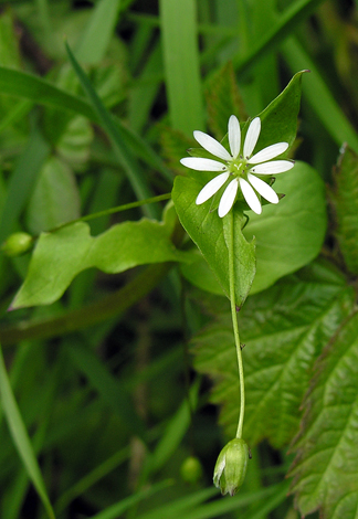 Stellaria neglecta close