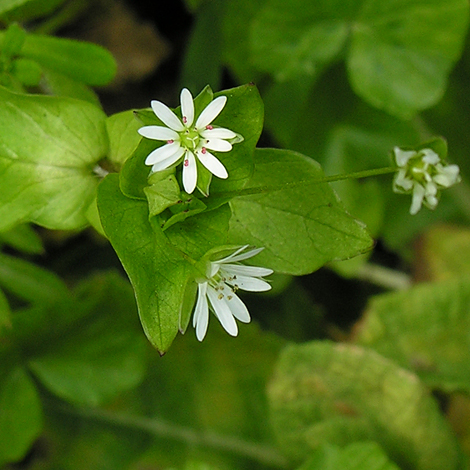 Stellaria neglecta whole