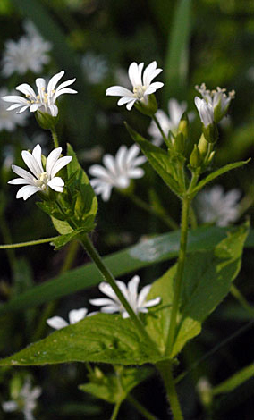 Stellaria nemorum close