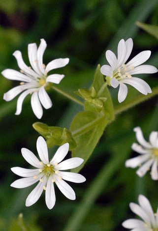 Stellaria nemorum closer