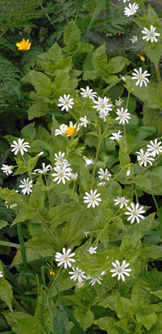 Stellaria nemorum whole