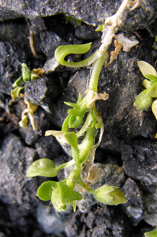 Stellaria pallida