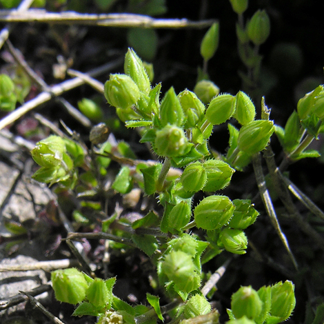 Stellaria pallida whole