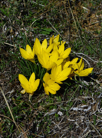 Sterbergia schubertii close