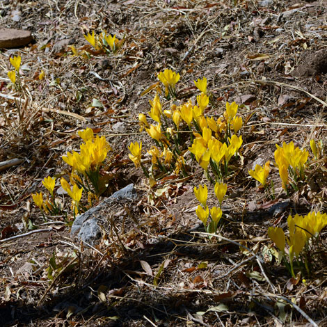 Sterbergia schubertii whole