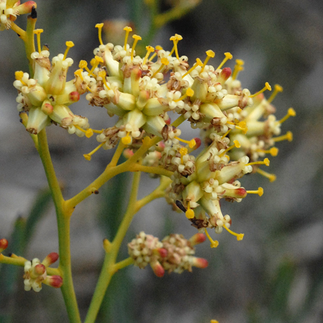 Stirlingia latifolia close