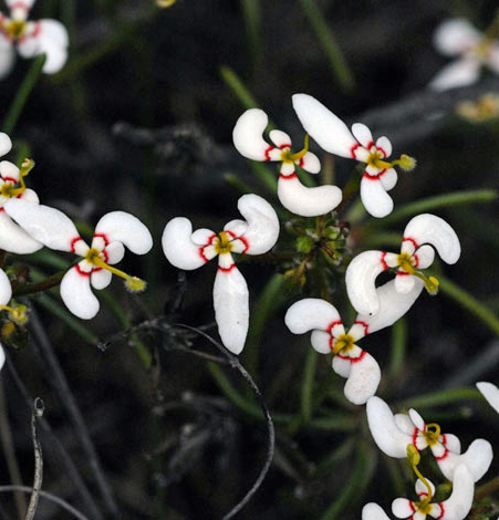 Stylidium breviscapum white