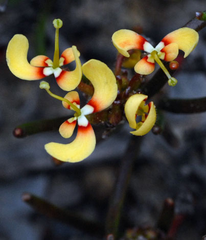 Stylidium breviscapum yellow