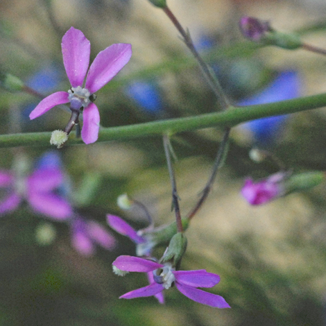 Stylidium brunonianum close