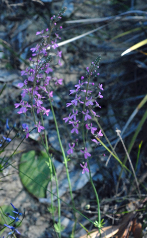 Stylidium brunonianum whole