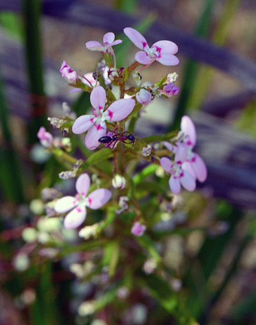 Stylidium confluens close