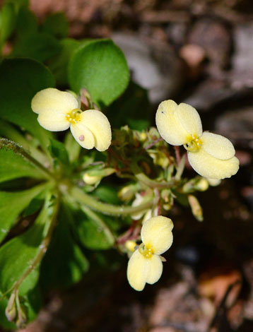 Stylidium lineatum close