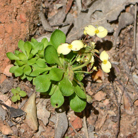 Stylidium lineatum whole