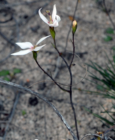 Stylidium petiolare close