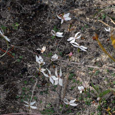 Stylidium petiolare whole