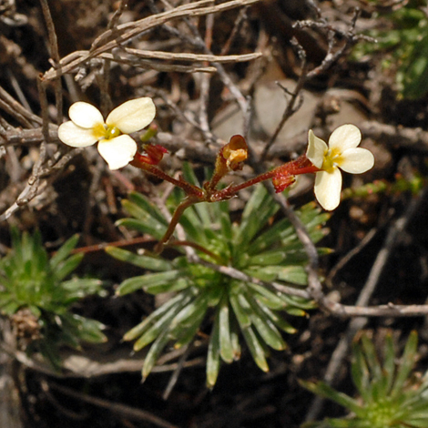 Stylidium piliferum close