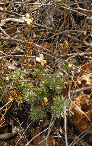 Stylidium piliferum whole
