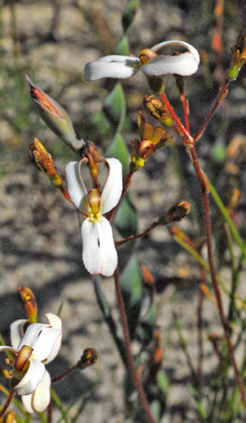 Stylidium schoenoides close