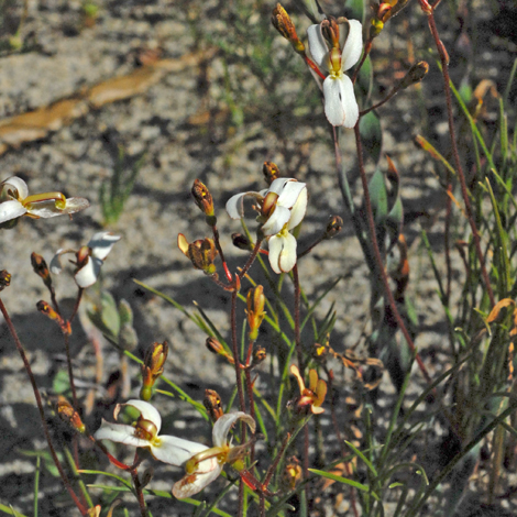 Stylidium schoenoides whole