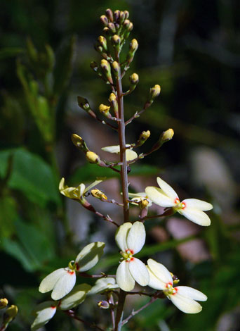 Stylidium spathulatum whole