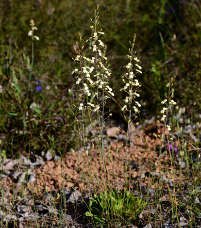 Stylidium spathulatum whole