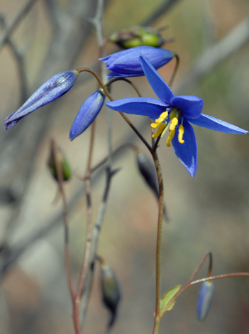Stypandra glauca close