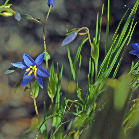 Stypandra glauca whole