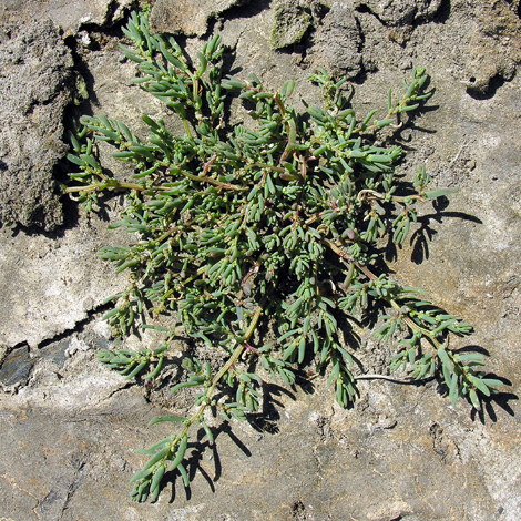 Suaeda maritima