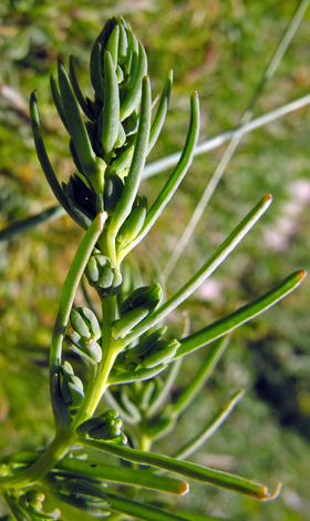 Suaeda maritima