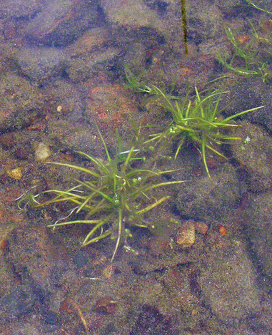 Subularia aquatica whole