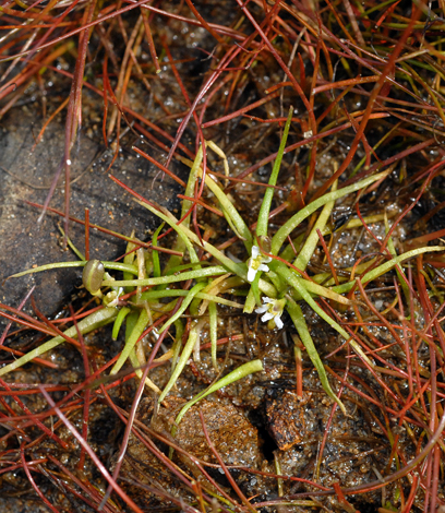 Subularia aquatica close