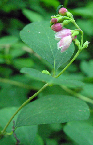 Symphoricarpos albus flower