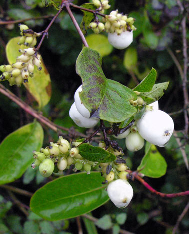 Symphoricarpos albus fruit