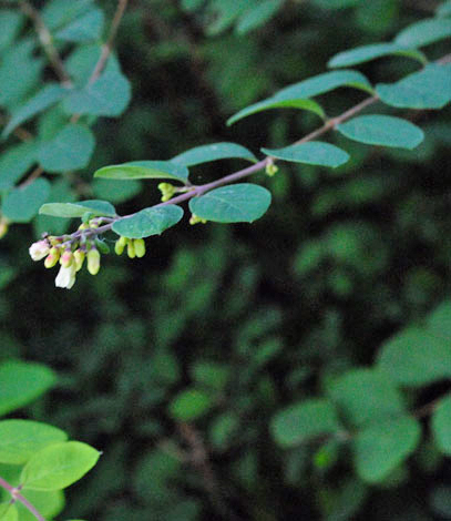 Symphoricarpus x chenaultii