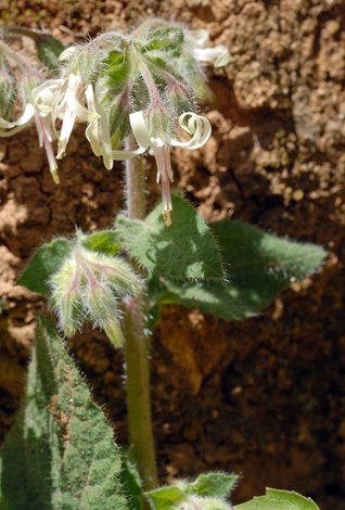 Symphytum creticum close