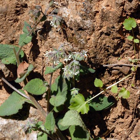 Symphytum creticum whole