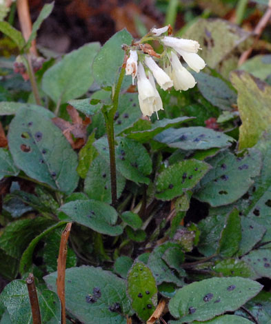 Symphytum grandiflorum