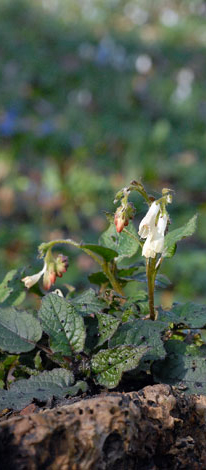 Symphytum grandiflorum whole