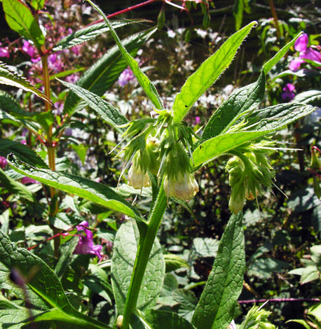 Symphytum officinale close