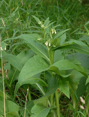 Symphytum officinale whole