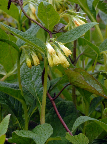 Symphytum tuberosum
